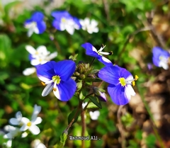 Veronica syriaca