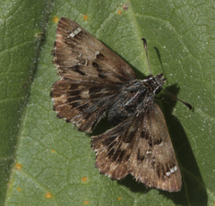 Carcharodus tripolina