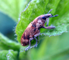 Hypolixus mastersii