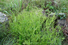 Senecio subrubriflorus