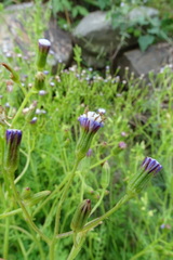 Senecio subrubriflorus