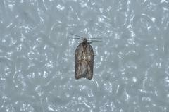 Acleris hispidana