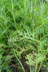 Senecio subrubriflorus