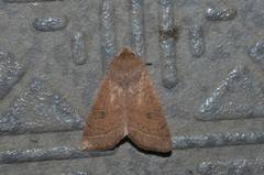Orthosia paromoea