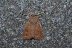 Orthosia paromoea