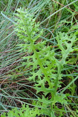 Senecio subrubriflorus