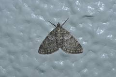 Esakiopteryx volitans