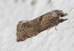 Cochylidia heydeniana