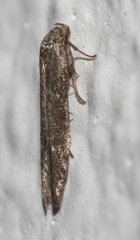 Blastobasis maroccanella