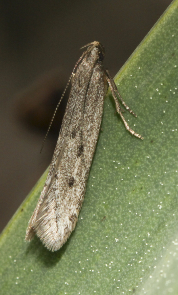 Oxypteryx helotella