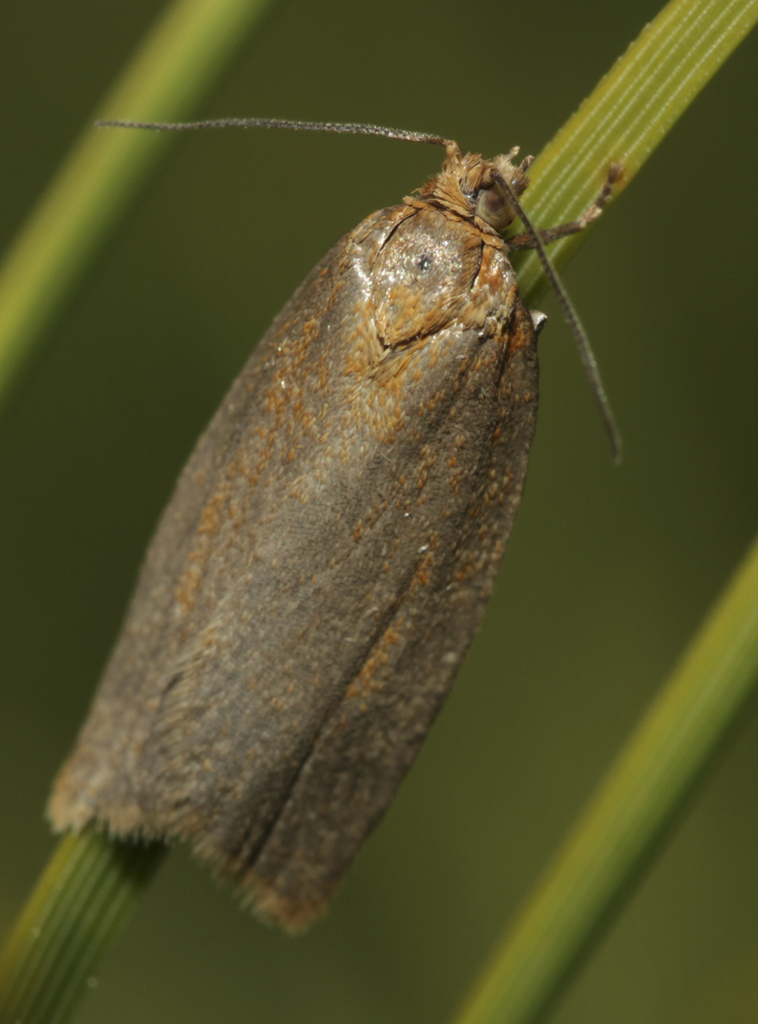 Clepsis unicolorana