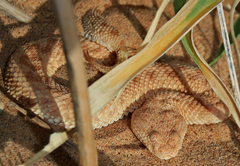 Cerastes vipera