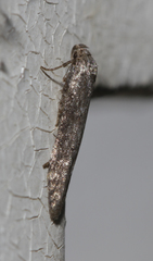 Blastobasis maroccanella