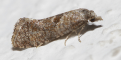 Cochylidia heydeniana