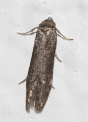 Blastobasis maroccanella