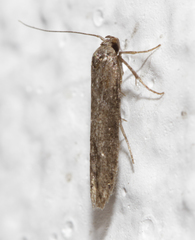 Blastobasis maroccanella