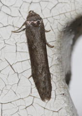 Blastobasis maroccanella