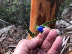 Commelina lanceolata