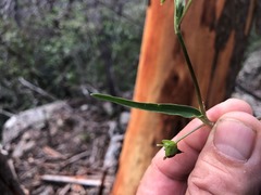 Commelina lanceolata