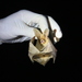 Thomas's Big-eared Brown Bat - Photo (c) Gonzalo Ossa Gomez, some rights reserved (CC BY), uploaded by Gonzalo Ossa Gomez