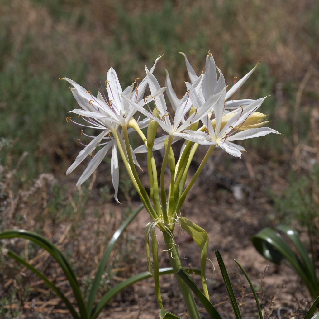 Crinum Flaccidum From Tuen Qld 4490 Australia On December 30 2020 At