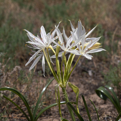 Crinum flaccidum