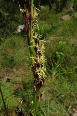 Costularia natalensis