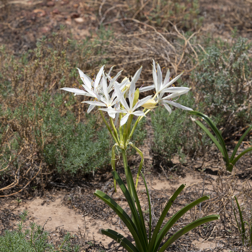 Crinum flaccidum Herb.