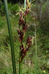 Costularia natalensis