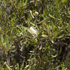 Capparis loranthifolia