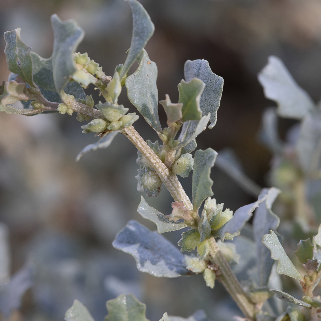 Mueller's Saltbush (Plants of Central Queensland) · iNaturalist