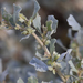 Mueller's Saltbush - Photo (c) Kym Nicolson, some rights reserved (CC BY), uploaded by Kym Nicolson