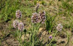 Echiostachys ecklonianus
