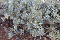 Atriplex muelleri