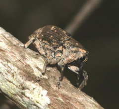 Eutyrhinus meditabundus