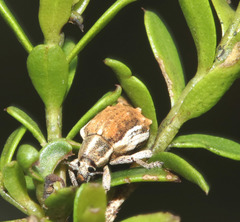 Iptergonus bifurcatus