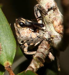 Eutyrhinus meditabundus