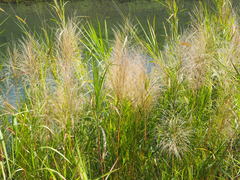 Phragmites vallatoria