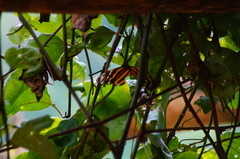 Eueides isabella eva