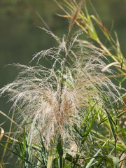 Phragmites vallatoria