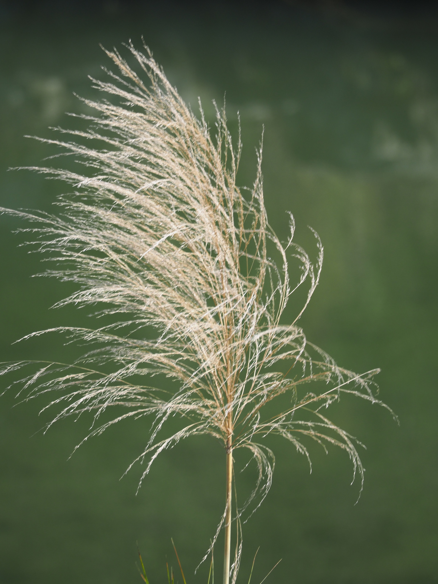 Phragmites karka