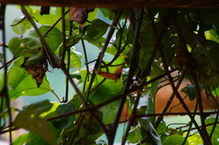 Eueides isabella eva