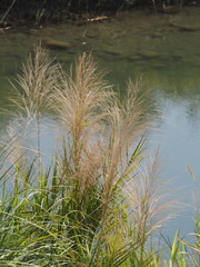 Phragmites vallatoria