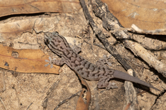 Gehyra versicolor