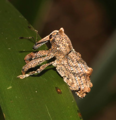 Orthorhinus