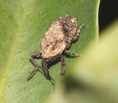 Blepiarda undulata