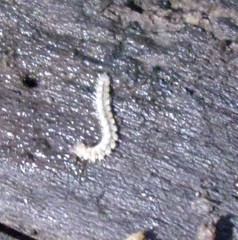 Brachydesmus superus