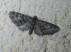 Eupithecia cocciferata