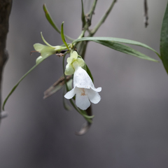 Eremophila mitchellii