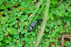 Epicauta niveolineata